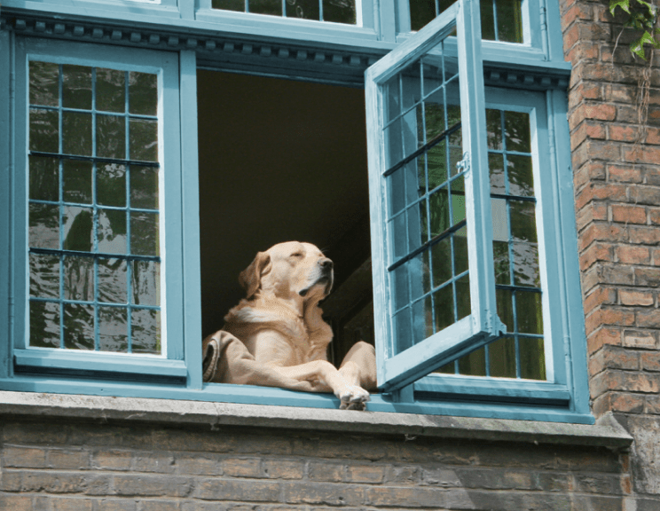 Cão à janela